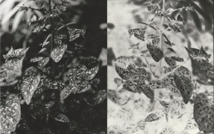 tachiki_paper negative manipulation