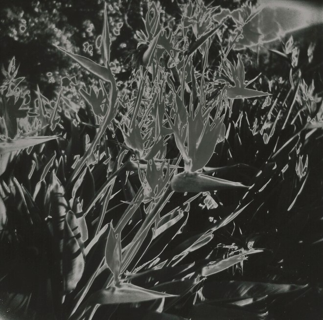 tachiki_solarization