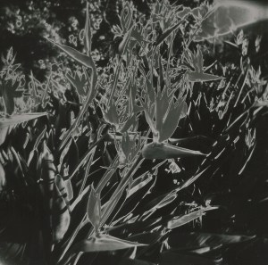 tachiki_solarization